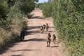Baboon Walk, Sabi Sand Game Reserve, &copy;Brian Jones